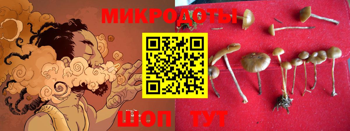 закладка  Алапаевск  Псилоцибиновые грибы Psilocybine cubensis 
